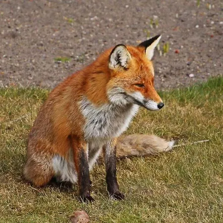 Tatil Evi With 3 Bedrooms Dranske